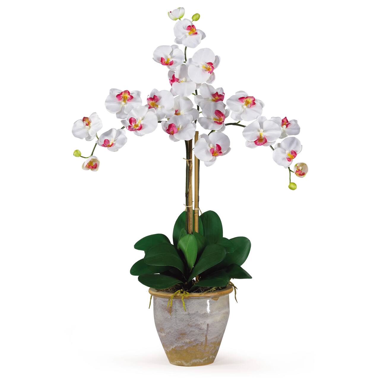 Triple Phalaenopsis Orchid Flower Arrangement In Ceramic Vase